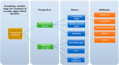 Exploring the perspectives of pharmaceutical experts and healthcare practitioners on senolytic drugs for vascular aging-related disorder: a qualitative study